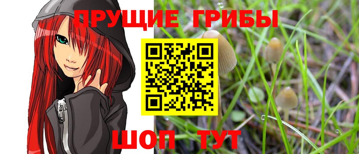 хочу   Галлюциногенные грибы прущие грибы  Вход с VPN  Псилоцибиновые грибы Psilocybe  Кировск 